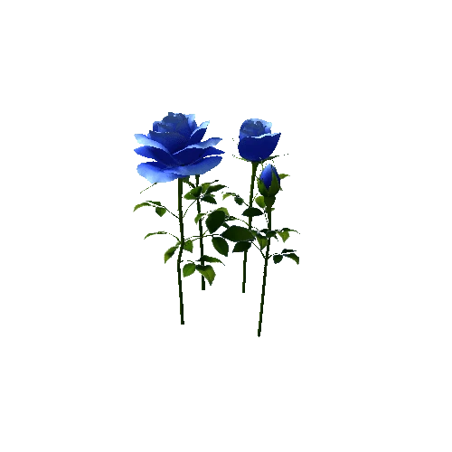 flower rose_madiver3